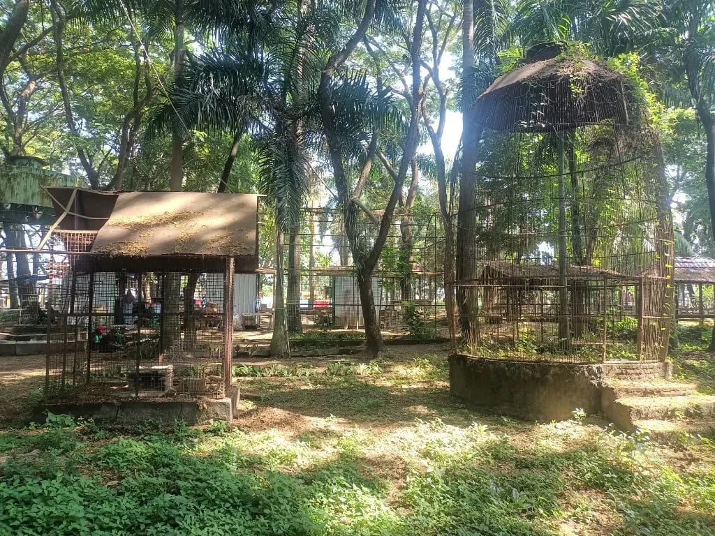 Local residents tending vegetables at the Selagalas Urban Garden.